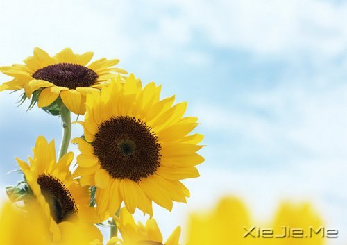 找一个理由,去否认忧伤 (1)