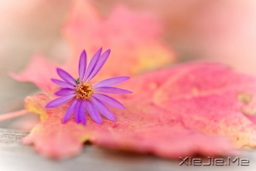 成熟,不是看破,而是看淡 (8)