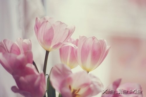 早安心语:走今天的路,过当下的生活 (4)