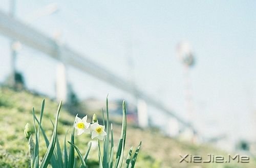 �������ͣ�ڷ羰�Ϊ�Լ����׸� (10)