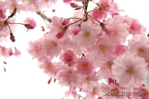 早安心语:我只有笑的很欢,忧伤才不会被看穿 (4)