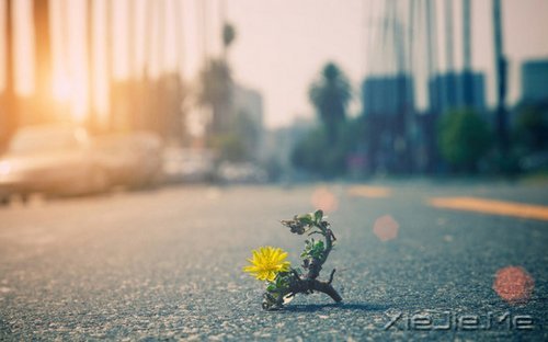 早安心语:总有一条路,通向彩红脚下 (4)