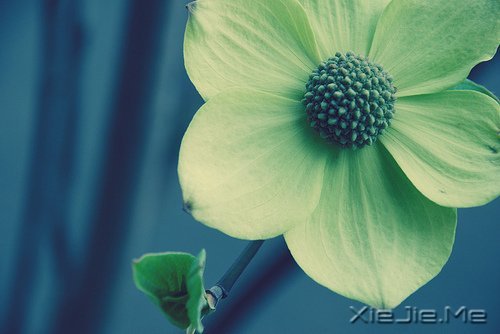 早安心语:对未来的真正慷慨,是把一切献给现在 (2)