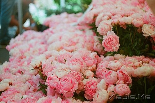 �����������������Ц����������ϧ (8)