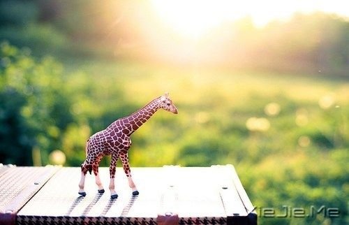 晚安心语:你比自己想象中要坚强 (1)