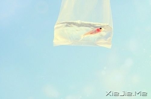 生活只能是后知后觉,但却必须勇往直前 (8)