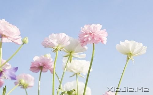 早安心语:不要为了任何人任何事折磨自己 (4)