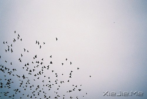 文字:如果有来生,要做一棵树 (6)